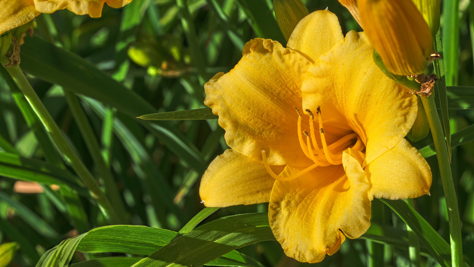 Hemerocallis Stella de Oro_2000x1125 